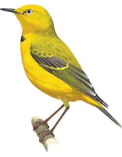 黄澳䳭 / Yellow Chat / Epthianura crocea