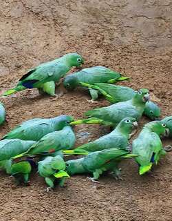 斑点鹦哥 / Southern Mealy Amazon / Amazona farinosa