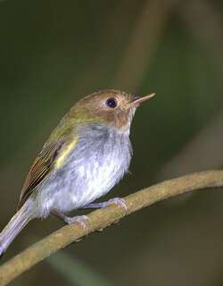 叉尾哑霸鹟 / Fork-tailed Tody-Tyrant / Hemitriccus furcatus
