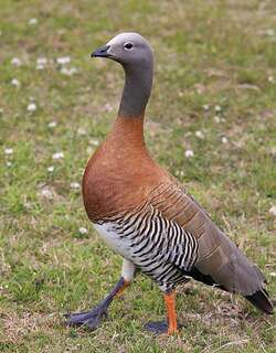 灰头草雁 / Ashy-headed Goose / Chloephaga poliocephala