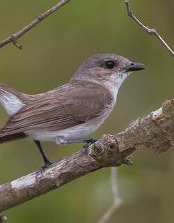 红树啸鹟 / Mangrove Whistler / Pachycephala cinerea