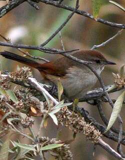 白胸卡纳灶鸟 / Rusty-vented Canastero / Asthenes dorbignyi