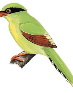印支绿鹊 / Indochinese Green Magpie / Cissa hypoleuca
