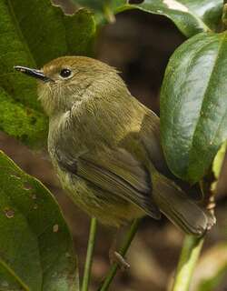巨嘴丝刺莺 / Large-billed Scrubwren / Sericornis magnirostra