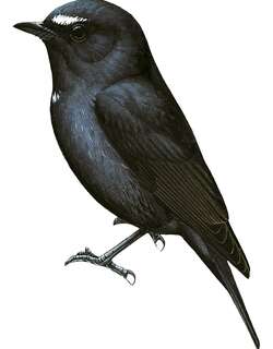 达玛姬鹟 / Damar Flycatcher / Ficedula henrici