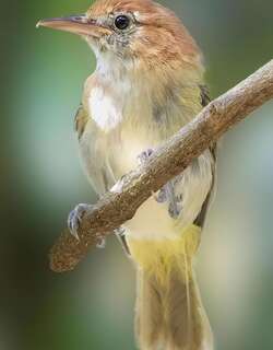 棕颈绿莺雀 / Rufous-naped Greenlet / Hylophilus semibrunneus