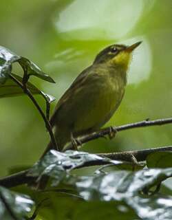 短嘴旋木鹎 / Spectacled Tetraka / Xanthomixis zosterops