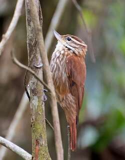 纵纹翘嘴雀 / Streaked Xenops / Xenops rutilans