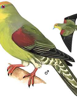 红顶绿鸠 / Whistling Green Pigeon / Treron formosae
