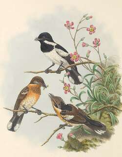 斑王鹟 / Solomons Monarch / Symposiachrus barbatus