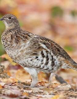 披肩榛鸡 / Ruffed Grouse / Bonasa umbellus