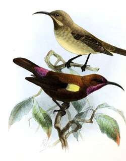 乌色花蜜鸟 / Carmelite Sunbird / Chalcomitra fuliginosa