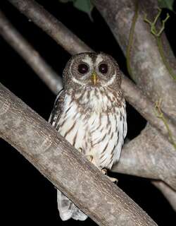 斑叫鸮 / Mottled Owl / Strix virgata