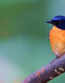 红树仙鹟 / Mangrove Blue Flycatcher / Cyornis rufigastra