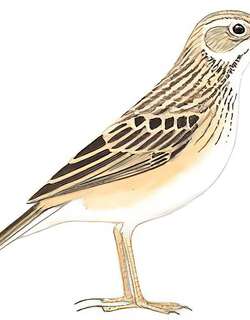 田鹨 / Paddyfield Pipit / Anthus rufulus