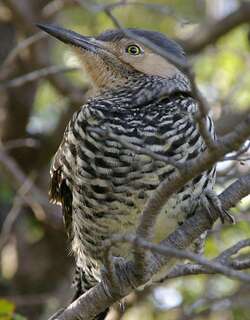 智利扑翅䴕 / Chilean Flicker / Colaptes pitius