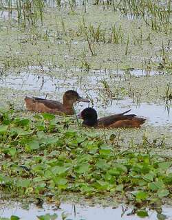 黑头鸭 / Black-headed Duck / Heteronetta atricapilla