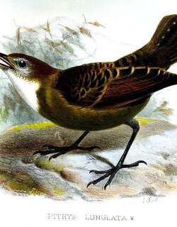 月斑蚁鸟 / Lunulated Antbird / Oneillornis lunulatus