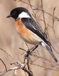 非洲石䳭 / African Stonechat / Saxicola torquatus