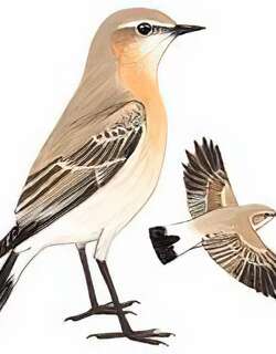 沙鵖 / Isabelline Wheatear