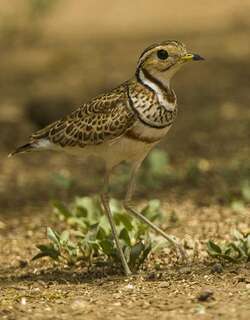 栗颈走鸻 / Three-banded Courser / Rhinoptilus cinctus