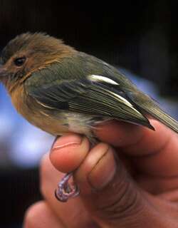 棕胸哑霸鹟 / Cinnamon-breasted Tody-Tyrant / Hemitriccus cinnamomeipectus