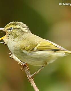 云南白斑尾柳莺 / Davison’s Leaf Warbler / Phylloscopus intensior
