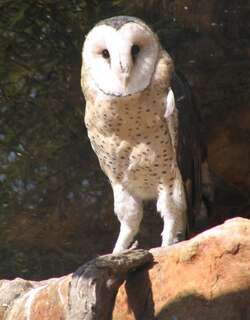 非洲草鸮 / African Grass Owl / Tyto capensis
