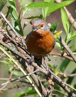 锈眉歌鹀 / Rusty-browed Warbling Finch / Microspingus erythrophrys