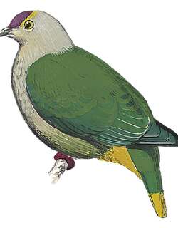库岛果鸠 / Kosrae Fruit Dove / Ptilinopus hernsheimi