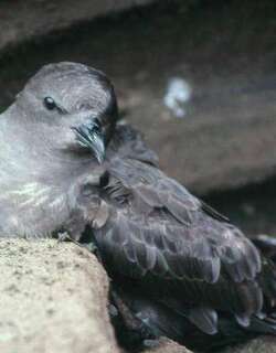 特岛圆尾鹱 / Trindade Petrel / Pterodroma arminjoniana