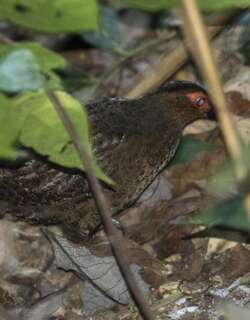 云斑林鹑 / Marbled Wood Quail / Odontophorus gujanensis