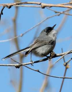黑顶蚋莺 / Black-capped Gnatcatcher / Polioptila nigriceps