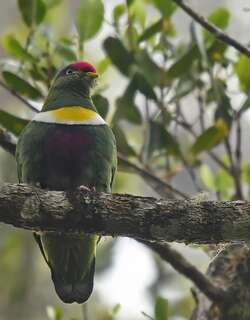白胸果鸠 / White-bibbed Fruit Dove / Ptilinopus rivoli