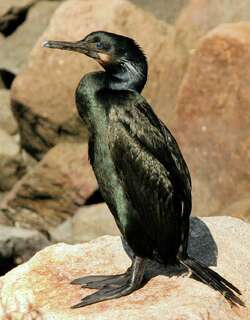 加州鸬鹚 / Brandt’s Cormorant / Phalacrocorax penicillatus
