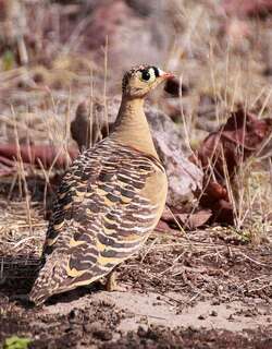 彩沙鸡 / Painted Sandgrouse / Pterocles indicus