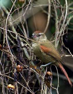 淡色针尾雀 / Pallid Spinetail / Cranioleuca pallida