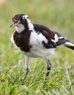鹊鹩 / Magpie-lark / Grallina cyanoleuca