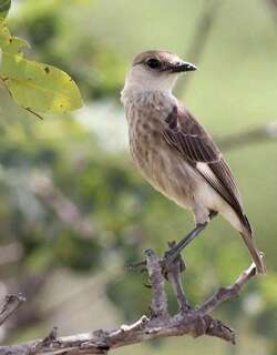刚果蚁䳭 / Congo Moor Chat / Myrmecocichla tholloni