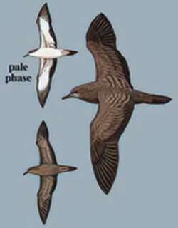 曳尾鹱 / Wedge-tailed Shearwater