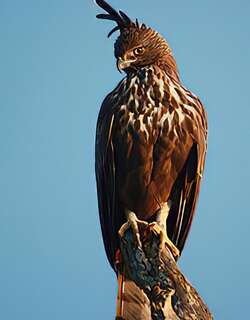 凤头鹰雕 / Changeable Hawk-Eagle / Nisaetus cirrhatus