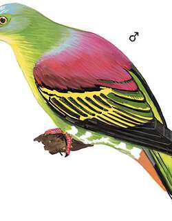 厚嘴绿鸠 / Thick-billed Green Pigeon / Treron curvirostra