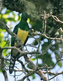 黄腹金鹃 / African Emerald Cuckoo / Chrysococcyx cupreus