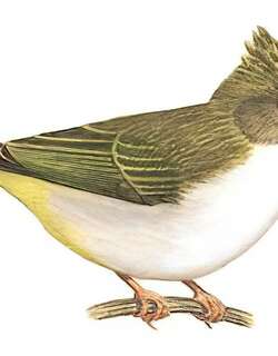 白腹凤鹛 / White-bellied Erpornis / Erpornis zantholeuca