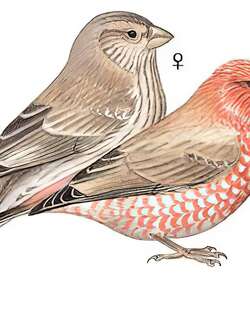 大朱雀 / Great Rosefinch / Carpodacus rubicilla