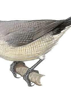 阿拉伯梅花雀 / Arabian Waxbill / Estrilda rufibarba