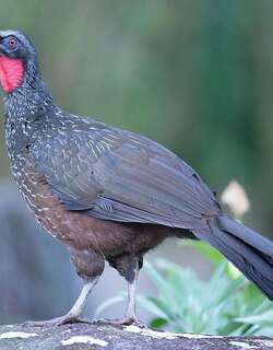 乌腿冠雉 / Dusky-legged Guan / Penelope obscura