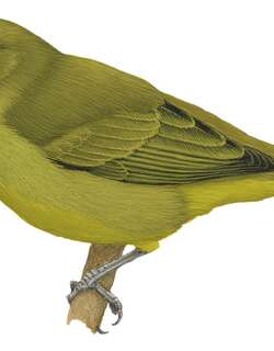 库拉山绣眼鸟 / Kolombangara White-eye / Zosterops murphyi