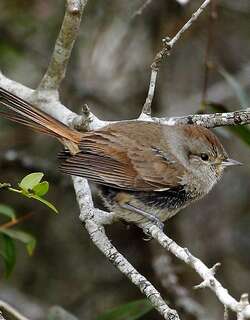 短嘴卡纳灶鸟 / Short-billed Canastero / Asthenes baeri