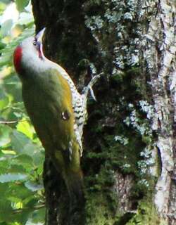日本绿啄木鸟 / Japanese Green Woodpecker / Picus awokera